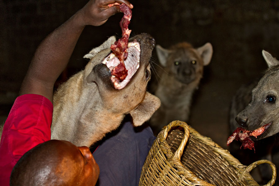 261   Hyena man of Harar   Ethiopia